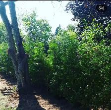 CHEAP EASTERN WHITE CEDARS FOR HEDGES