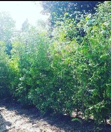 CHEAP EASTERN WHITE CEDARS FOR HEDGES - Photo 2
