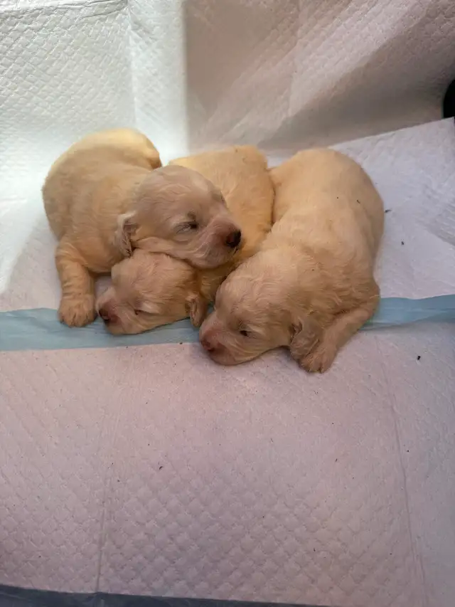 Bichonpoo Puppies Looking for Loving Forever Homes ❤️