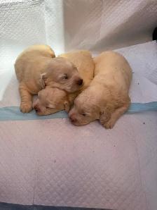 Bichonpoo Puppies Looking for Loving Forever Homes ❤️