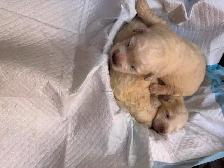 Bichonpoo Puppies Looking for Loving Forever Homes ❤️ - Photo 2