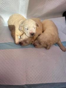 Bichonpoo Puppies Looking for Loving Forever Homes ❤️ - Photo 3