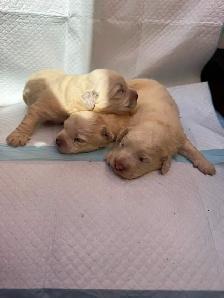 Bichonpoo Puppies Looking for Loving Forever Homes ❤️ - Photo 4