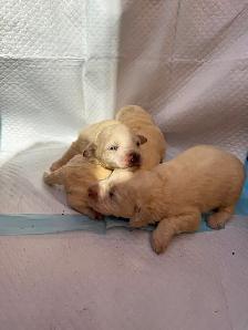 Bichonpoo Puppies Looking for Loving Forever Homes ❤️ - Photo 5