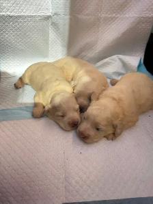 Bichonpoo Puppies Looking for Loving Forever Homes ❤️ - Photo 6