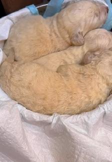 Bichonpoo Puppies Looking for Loving Forever Homes ❤️ - Photo 7