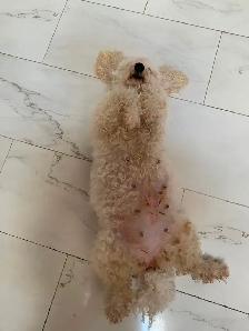 Bichonpoo Puppies Looking for Loving Forever Homes ❤️ - Photo 8