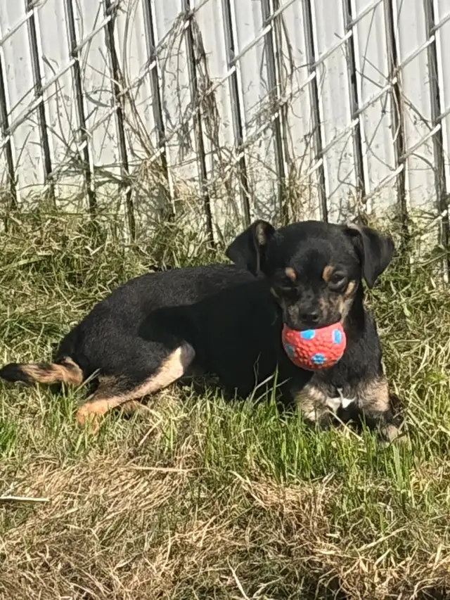 chien(ne) chihuahua croisés (es)