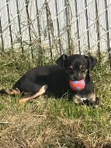 chien(ne) chihuahua croisés (es)