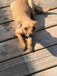 chien(ne) chihuahua croisés (es) - Photo 2