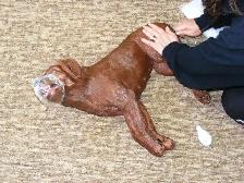 Pet First aid course - Photo 2