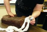Pet First aid course - Photo 3