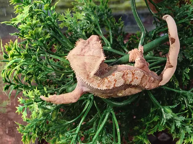 baby crested geckos