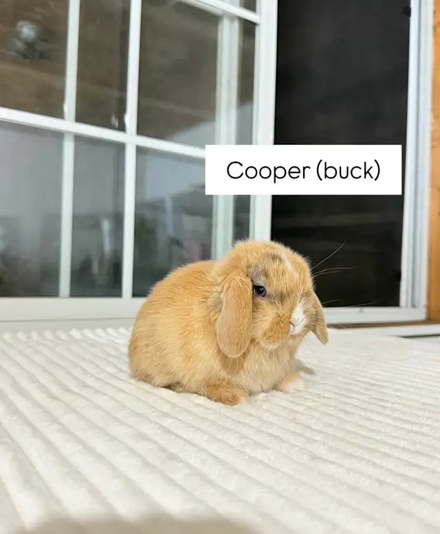 adorable holland lop baby bunnies