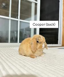 adorable holland lop baby bunnies