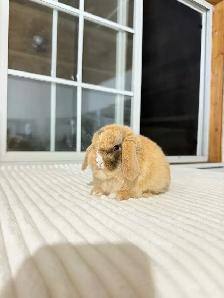 adorable holland lop baby bunnies - Photo 2