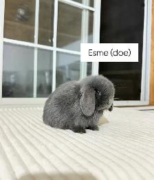 adorable holland lop baby bunnies - Photo 5