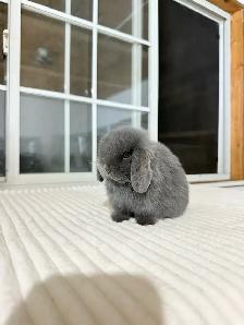 adorable holland lop baby bunnies - Photo 6