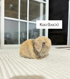 adorable holland lop baby bunnies - Photo 7
