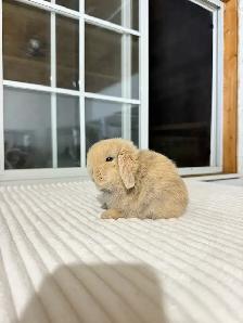 adorable holland lop baby bunnies - Photo 8