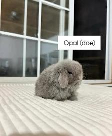 adorable holland lop baby bunnies - Photo 9