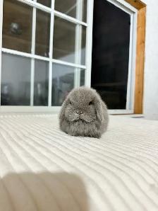 adorable holland lop baby bunnies - Photo 10