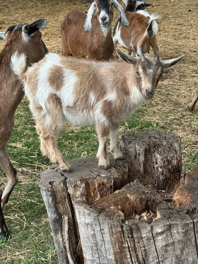Nigerian Dwarf Doeling