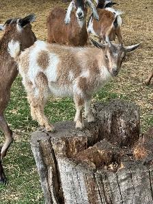 Nigerian Dwarf Doeling