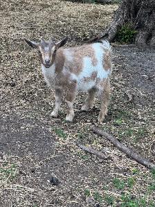 Nigerian Dwarf Doeling - Photo 2