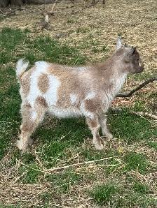 Nigerian Dwarf Doeling - Photo 3