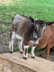Nigerian Dwarf Doeling