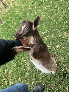 Nigerian Dwarf Doeling - Photo 2