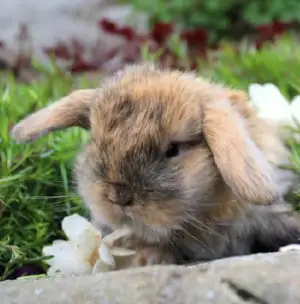 Lapin mini-bélier X bélier hollandais tricolore