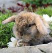 Lapin mini-bélier X bélier hollandais tricolore