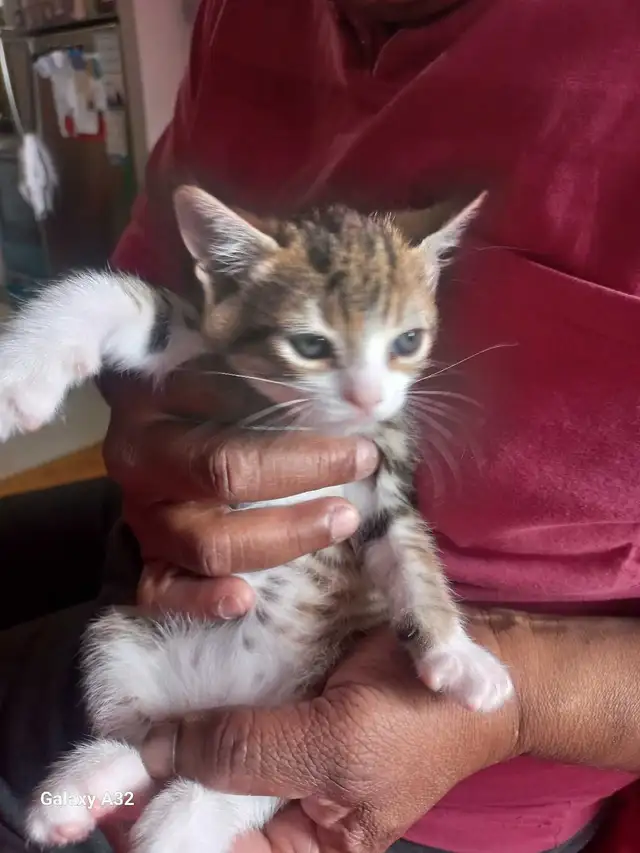 ADORABLE CUTEE BABY KITTENS TOOO CUTEE