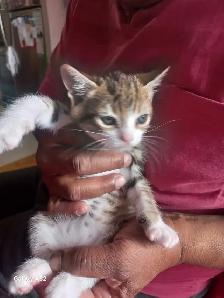 ADORABLE CUTEE BABY KITTENS TOOO CUTEE