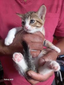 ADORABLE CUTEE BABY KITTENS TOOO CUTEE - Photo 2