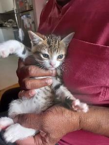 ADORABLE CUTEE BABY KITTENS TOOO CUTEE - Photo 3