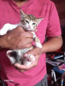ADORABLE CUTEE BABY KITTENS TOOO CUTEE - Photo 4