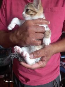 ADORABLE CUTEE BABY KITTENS TOOO CUTEE - Photo 5