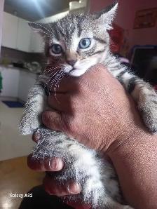 ADORABLE CUTEE BABY KITTENS TOOO CUTEE - Photo 6
