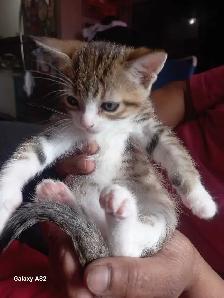 ADORABLE CUTEE BABY KITTENS TOOO CUTEE - Photo 7