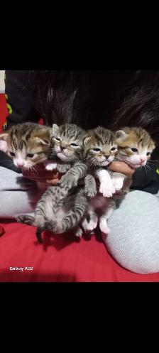 ADORABLE CUTEE BABY KITTENS TOOO CUTEE - Photo 8
