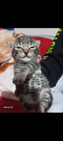 ADORABLE CUTEE BABY KITTENS TOOO CUTEE - Photo 10