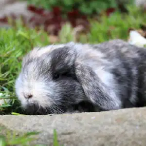 Lapin mini-bélier X bélier hollandais