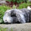 Lapin mini-bélier X bélier hollandais