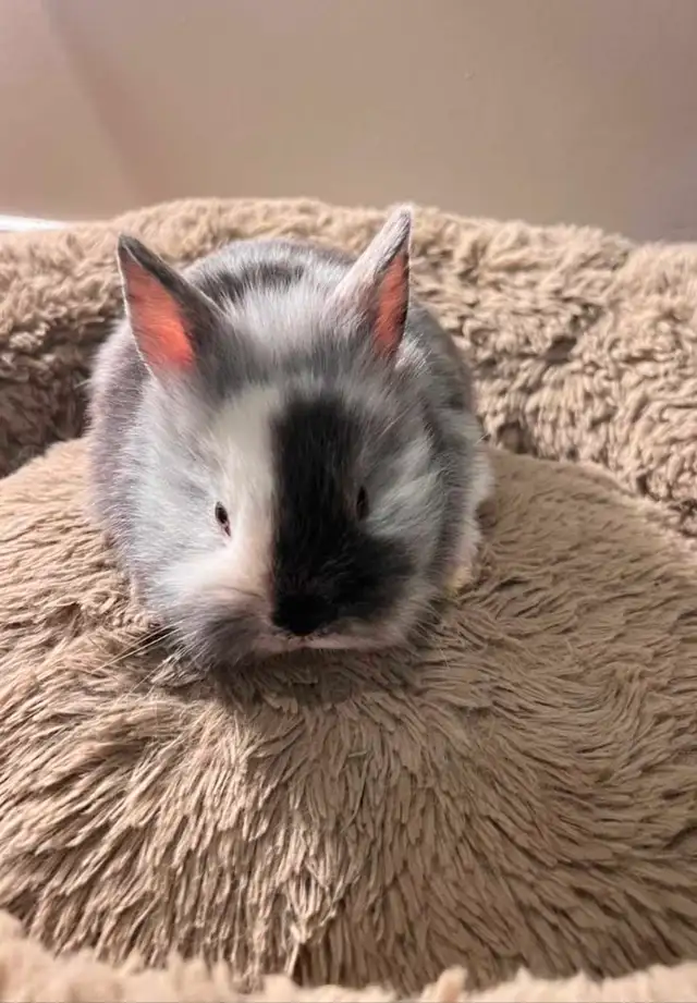 dwarf bunnies