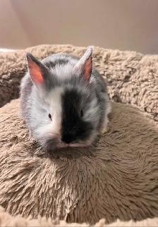 dwarf bunnies