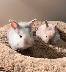 dwarf bunnies - Photo 2