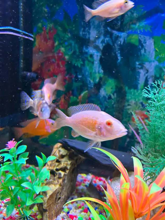 Fire fish Cyclidee africain bébé à $5 à Repentigny 514-607-7993